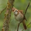 Rufous Nightingale